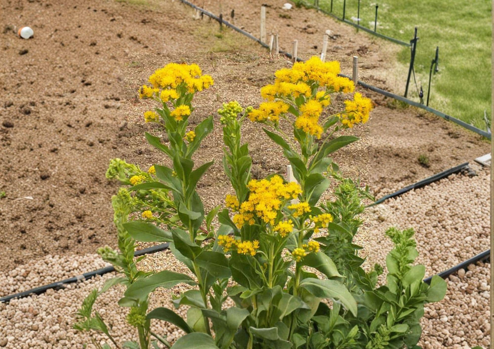 Stiff Goldenrod Seeds Native Prairie Perennial Bright Yellow Wildflower BloomHavenNursery