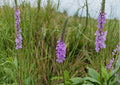 Hoary Vervain Seeds Native Purple Wildflower Drought Tolerant Perennial Verbena hastata