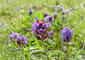 Heal All Seeds - Prunella Vulgaris Purple Wildflower Groundcover Non-GMO, Perennial Flower Seeds