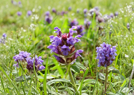 Heal All Seeds - Prunella Vulgaris Purple Wildflower Groundcover Non-GMO, Perennial Flower Seeds