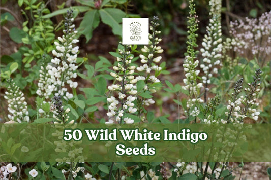 Wild White Indigo Seeds | Baptisia alba | Native Perennial with White Flowers & Blue-Green Foliage