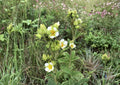 Prairie Cinquefoil Seeds Native White Wildflower Pollinator-Friendly 500 Seeds/100mg - Fast Growing