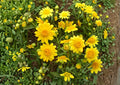 Yellowray Goldfields Seeds - Native California Wildflower for Pollinator Garden, Easy to Grow, 100 Seeds/50mg