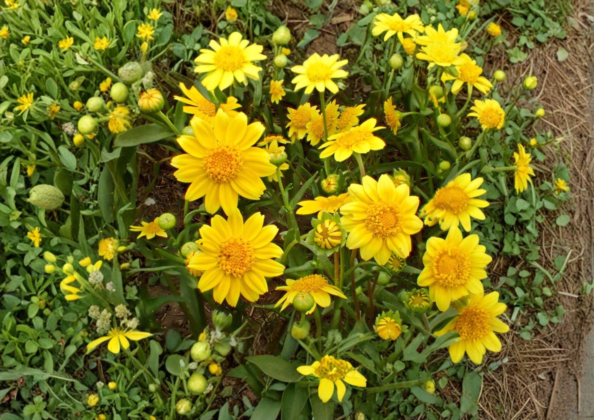 Yellowray Goldfields Seeds - Native California Wildflower for Pollinator Garden, Easy to Grow, 100 Seeds/50mg