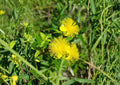 St Johns Wort Seeds, Native Hypericum pyramidatum, Yellow Wildflower, 500 Seeds, Perennial Flower, Medicinal Plant