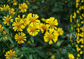 Autumn Sneezeweed Seeds, Yellow-Orange Helen's Flower, Native Perennial, Garden Flower, Wildflower Seeds, Fall Blooming Plant