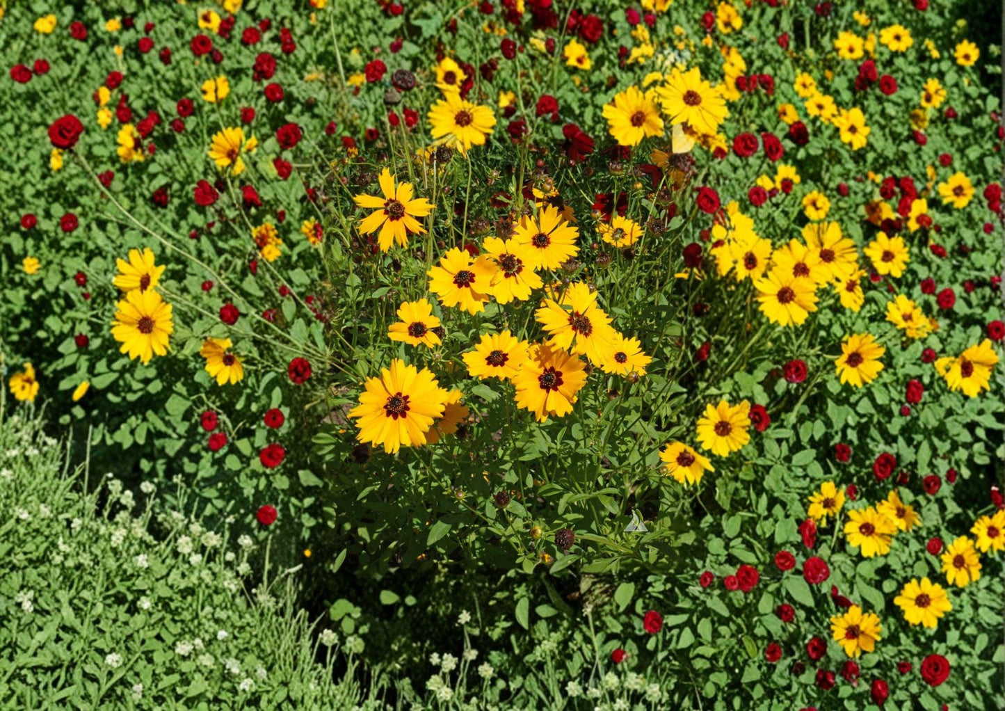 Golden Wave Tickseed Seeds, Native Coreopsis basalis, Yellow & Red Wildflower, Non-GMO, Flower Seeds for Garden and Landscaping