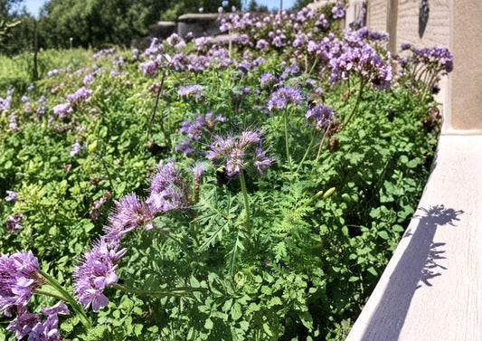 Lacy Phacelia Seeds, Purple-Blue Wildflower, Bee & Pollinator Garden, Bloom Haven Nursery