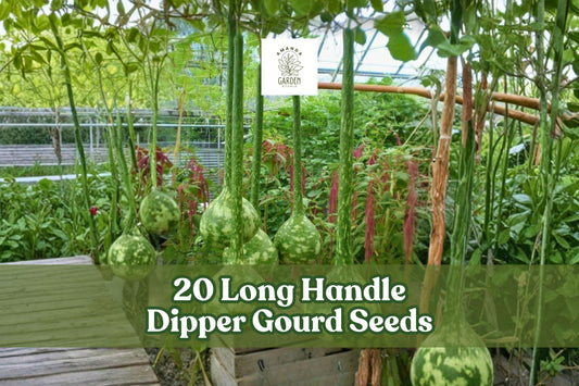 Long Handle Dipper Gourd Seeds, Ornamental Vine, Extended Neck, Lagenaria siceraria, Climbing Gourd for Craft and Decor