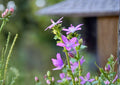 Venus Looking Glass Seeds - Native Wildflower, Pollinator Friendly, Perennial Flower, Silene virginica