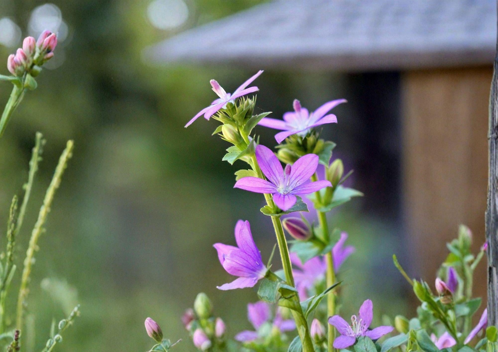 Venus Looking Glass Seeds - Native Wildflower, Pollinator Friendly, Perennial Flower, Silene virginica