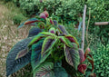 Red Stripe Amaranth Seeds - Red Beauty Tricolor Edible Leafy Greens, Ornamental & Nutritional, Amaranthus tricolor, 500 Seeds