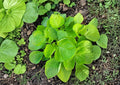 Edible Amaranth Seeds White Light Green 500 Seeds Heat Tolerant Non-GMO Fast Shipping