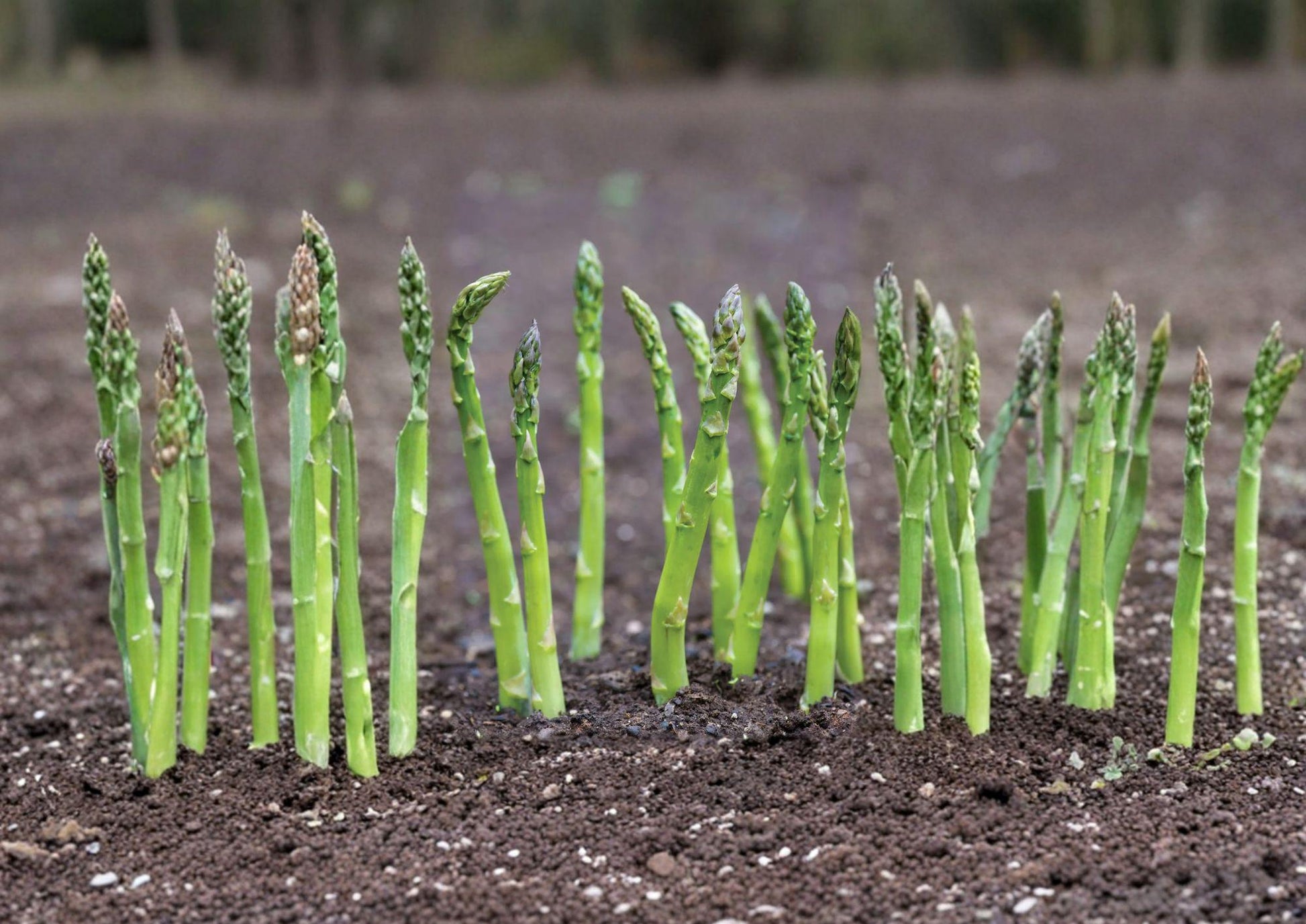 Mary Washington Asparagus Seeds - 100 Heirloom Perennial Vegetable Seeds for Gardening and Home Growing
