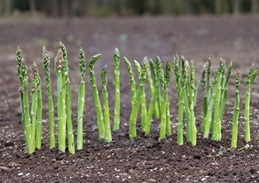 Mary Washington Asparagus Seeds - 100 Heirloom Perennial Vegetable Seeds for Gardening and Home Growing