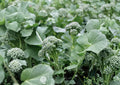 Di Cicco Broccoli Seeds - 500 Heirloom Italian Vegetable Seeds - Non-GMO, Organic, Edible Greens, Garden Seed