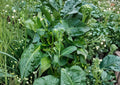 Broccoli Raab Seeds - Heirloom Italian Rapini Vegetable, 300 Seeds, Organic, Edible Greens, Brassica rapa