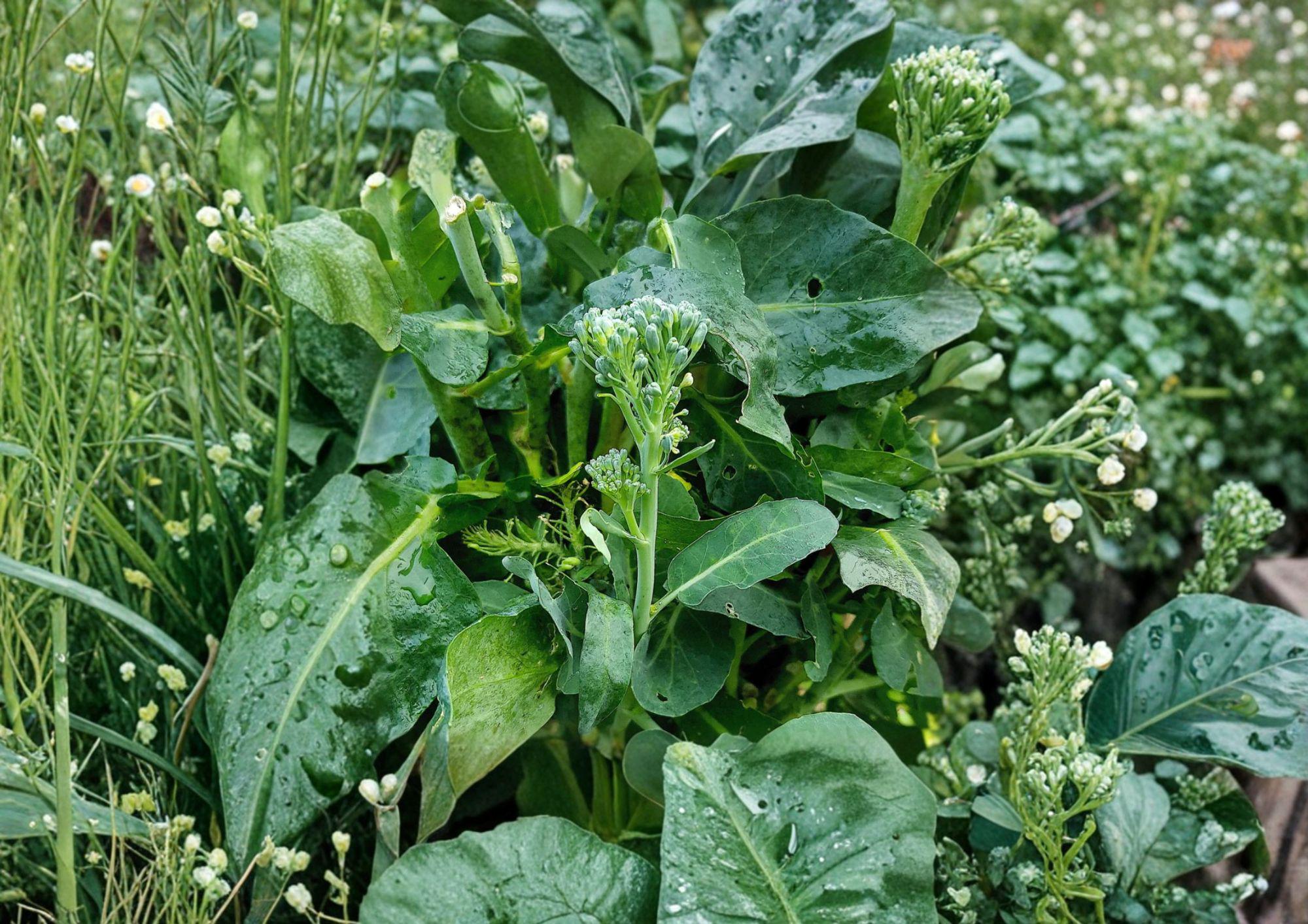 Broccoli Raab Seeds - Heirloom Italian Rapini Vegetable, 300 Seeds, Organic, Edible Greens, Brassica rapa