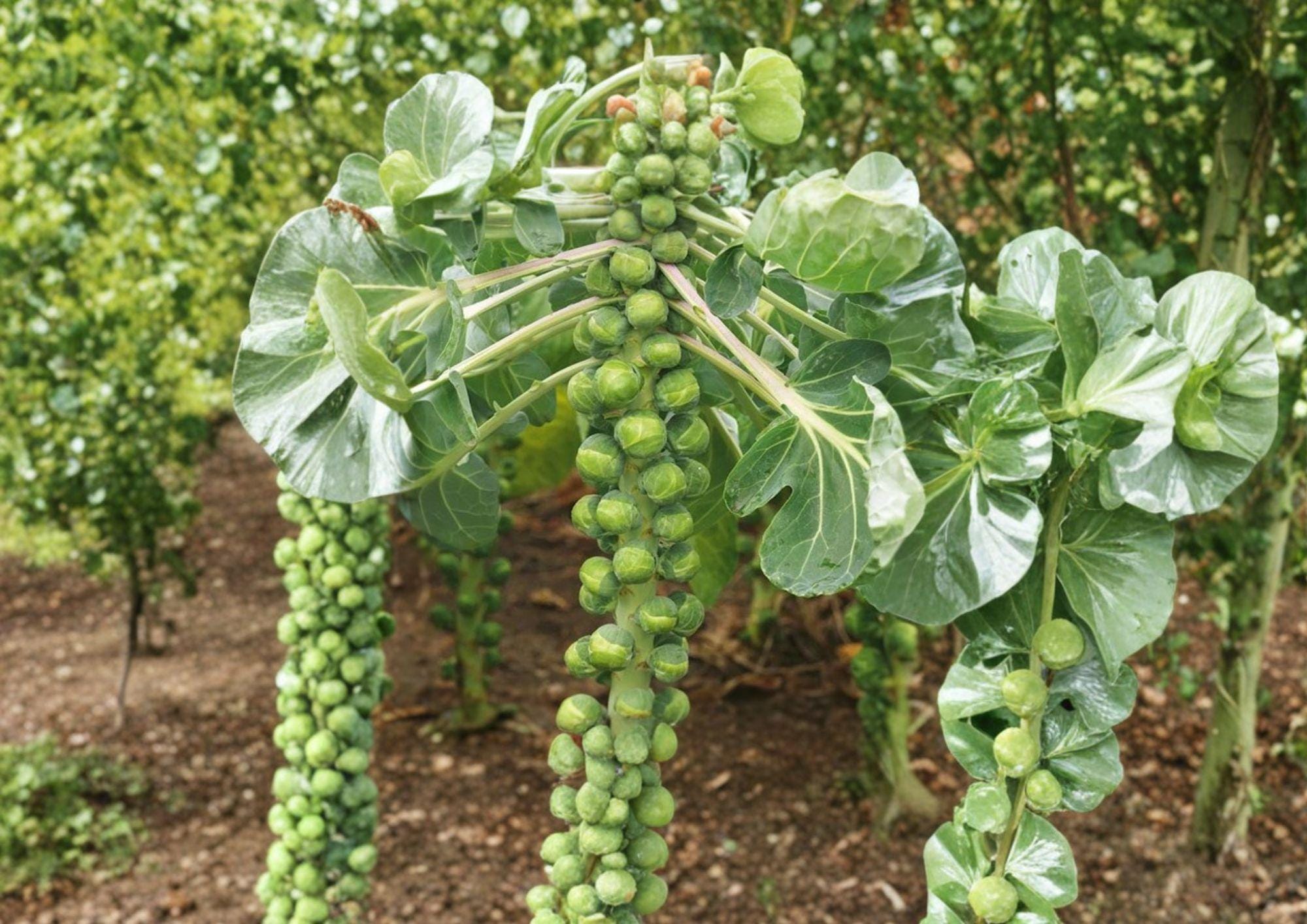 Catskill Brussels Sprouts Seeds - 500 Heirloom Cold Hardy Vegetable Seeds, Fresh Stock
