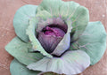 Red Acre Cabbage Seeds - 500 Heirloom Non-GMO Vegetable Seeds for Gardening, Early Crop, Organic, Heirloom Variety