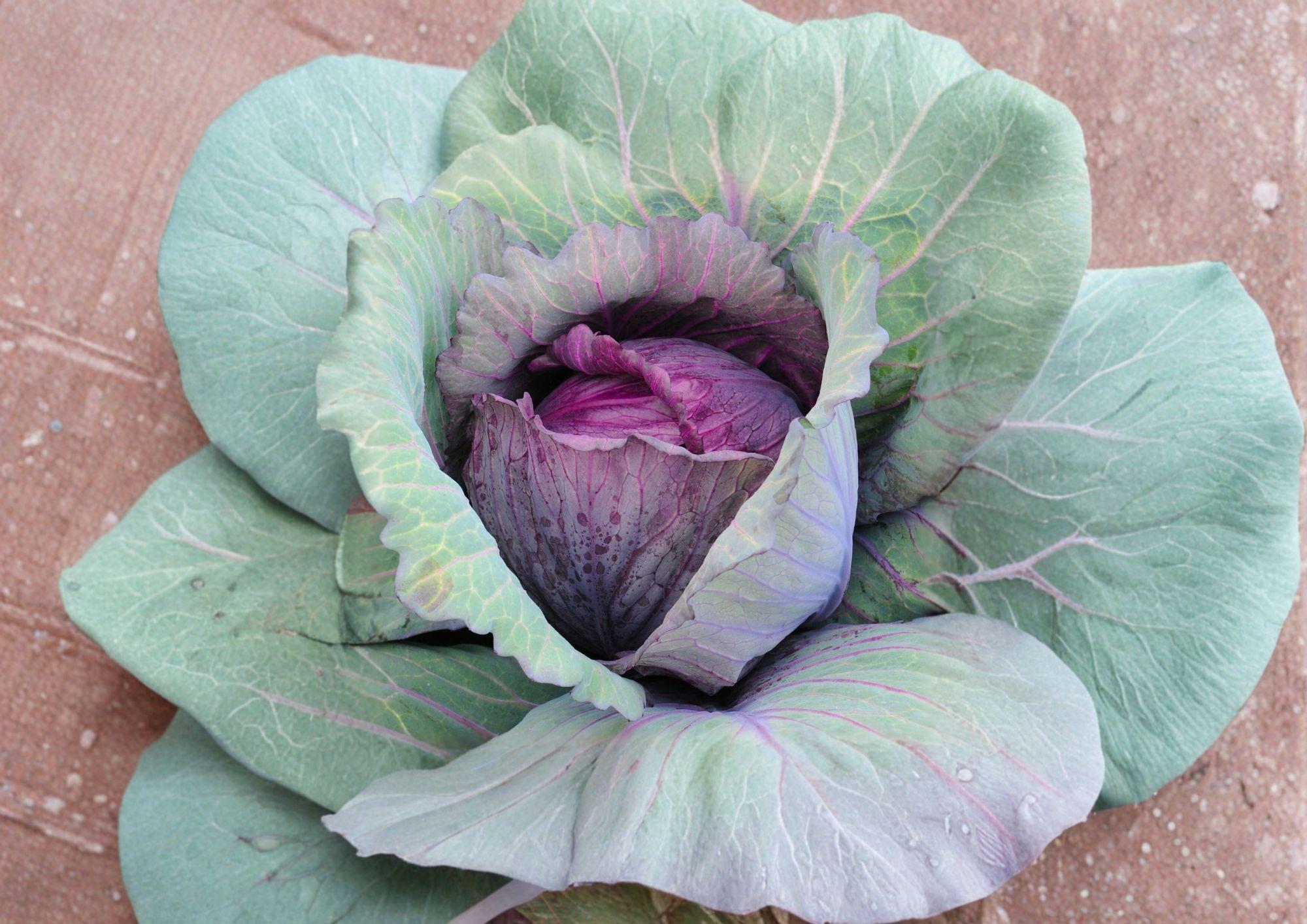 Red Acre Cabbage Seeds - 500 Heirloom Non-GMO Vegetable Seeds for Gardening, Early Crop, Organic, Heirloom Variety