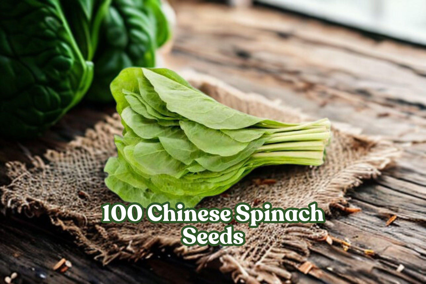 100 Chinese Spinach Seeds – Ipomoea aquatica Water Spinach, Fast-Growing Leafy Vegetable for Garden or Container Planting