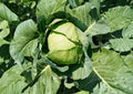 Copenhagen Market Cabbage Seeds - 500 Heirloom Seeds for Easy Growing - Brassica oleracea