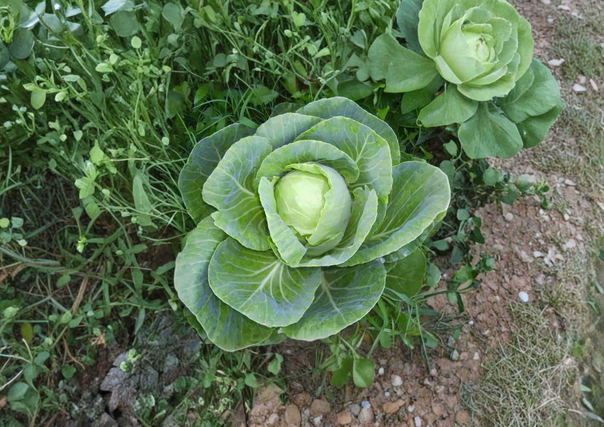 Early Jersey Wakefield Cabbage Seeds - 500 Heirloom Vegetable Seeds for Gardening - Brassica oleracea