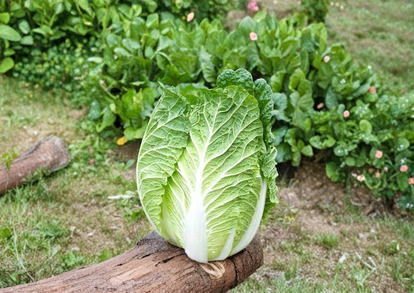 Michihli Cabbage Seeds 300 Heirloom Napa-Type Vegetable Seeds for Gardening and Farming