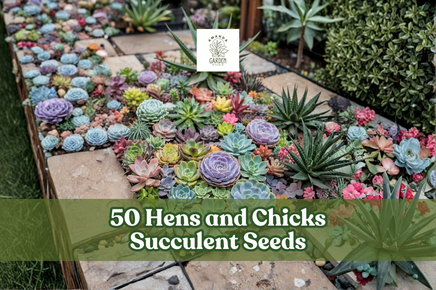 50 Hens and Chicks Succulent Seeds for Planting - Sempervivum spp. Rosette-Forming, Perennial, Suitable for Containers & Rock Gardens