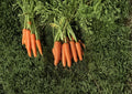 Scarlet Nantes Carrot Seeds - 500 Heirloom Non-GMO Seeds for Sweet & Crisp Carrots, Vegetable Garden Planting