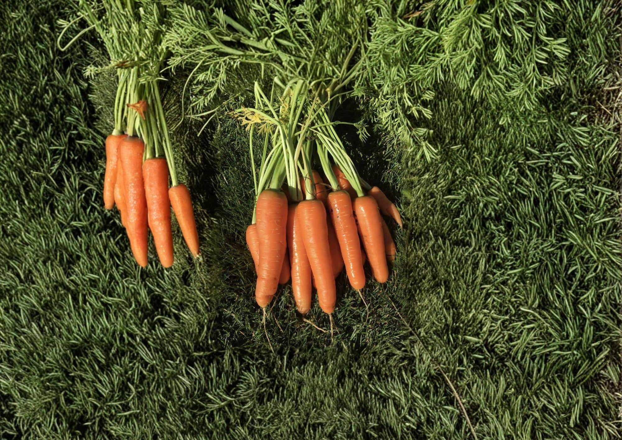 Scarlet Nantes Carrot Seeds - 500 Heirloom Non-GMO Seeds for Sweet & Crisp Carrots, Vegetable Garden Planting