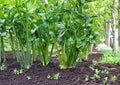 Tall Utah Celery Seeds - 2000 Heirloom Seeds for Crisp Green Stalks, Easy to Grow, Garden Vegetable Seeds