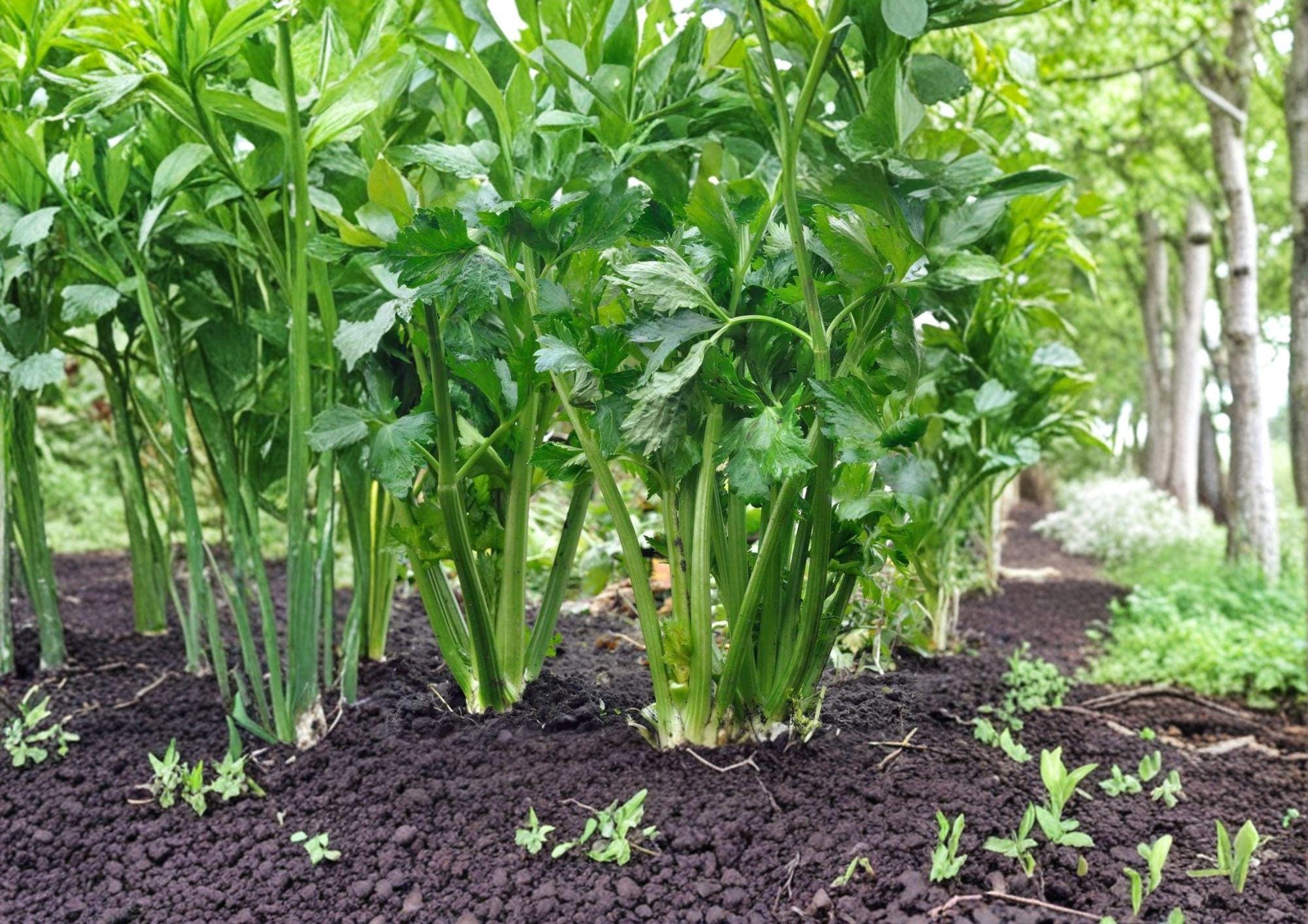 Tall Utah Celery Seeds - 2000 Heirloom Seeds for Crisp Green Stalks, Easy to Grow, Garden Vegetable Seeds