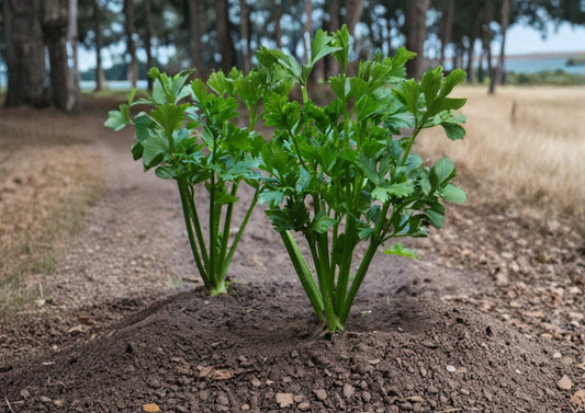 Kintsai Chinese Celery Seeds - Dark Green Aromatic Stems, 1000 Seeds - BloomHavenNursery