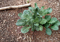 Champion Collard Seeds - Heirloom Cold Hardy High Yield Vegetable Seeds 500 Pack