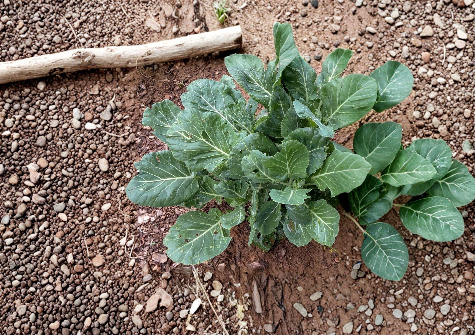 Champion Collard Seeds - Heirloom Cold Hardy High Yield Vegetable Seeds 500 Pack