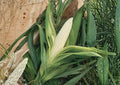 Silver Queen Corn Seeds – 50 White Sweet Corn Seeds for Summer Garden, Zea mays