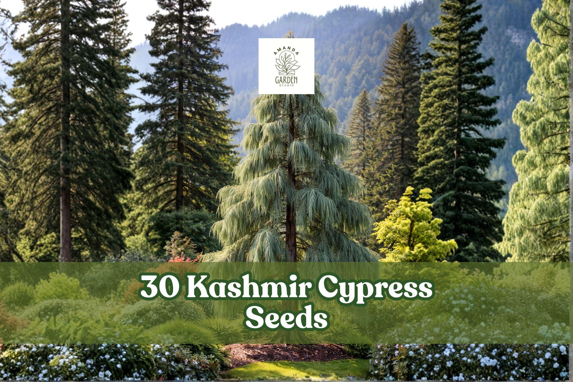 30 Kashmir Cypress Seeds – Cupressus cashmeriana Weeping Evergreen Tree with Blue-Green Foliage for Ornamental Landscaping