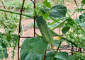 National Pickling Cucumber Seeds, Heirloom Variety, 50 Seeds, Fast Growing, Cucumis sativus, Vegetable Garden Seed
