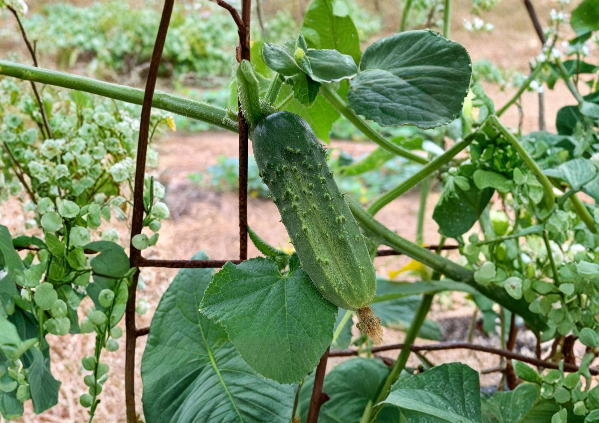 National Pickling Cucumber Seeds, Heirloom Variety, 50 Seeds, Fast Growing, Cucumis sativus, Vegetable Garden Seed
