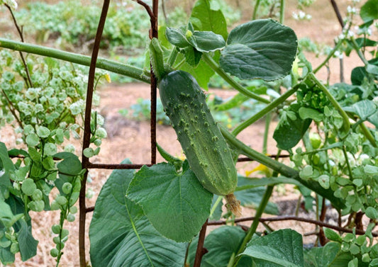 National Pickling Cucumber Seeds, Heirloom Variety, 50 Seeds, Fast Growing, Cucumis sativus, Vegetable Garden Seed