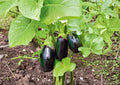 Black Beauty Eggplant Seeds - Heirloom, High Yield, 100 Seeds, Vegetable Garden, Organic, Solanum melongena