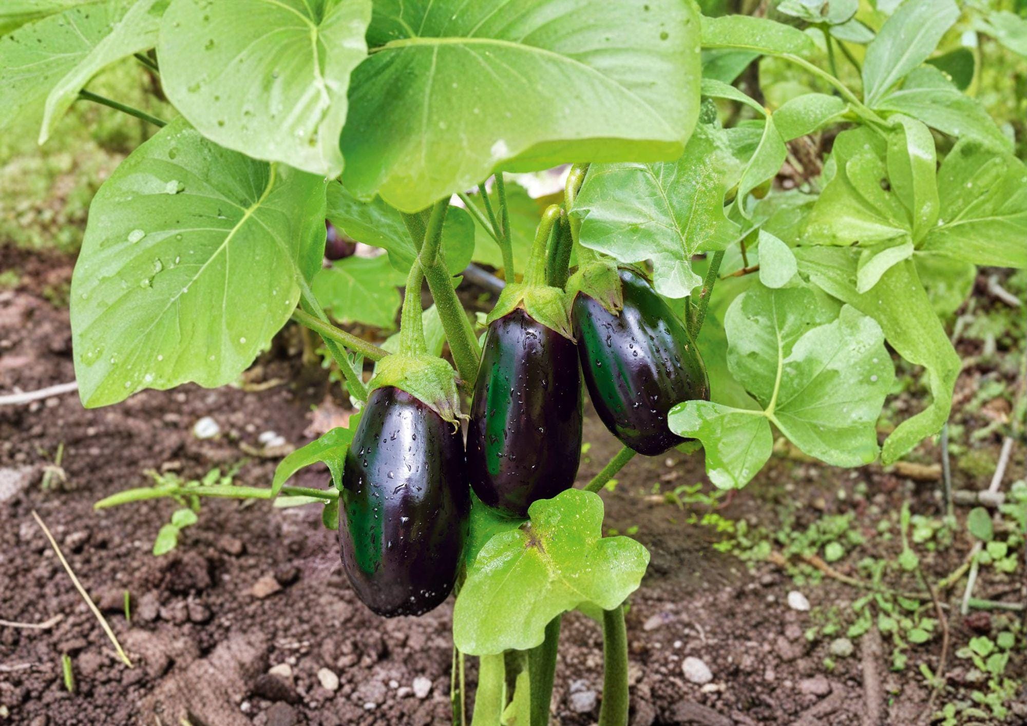 Black Beauty Eggplant Seeds - Heirloom, High Yield, 100 Seeds, Vegetable Garden, Organic, Solanum melongena