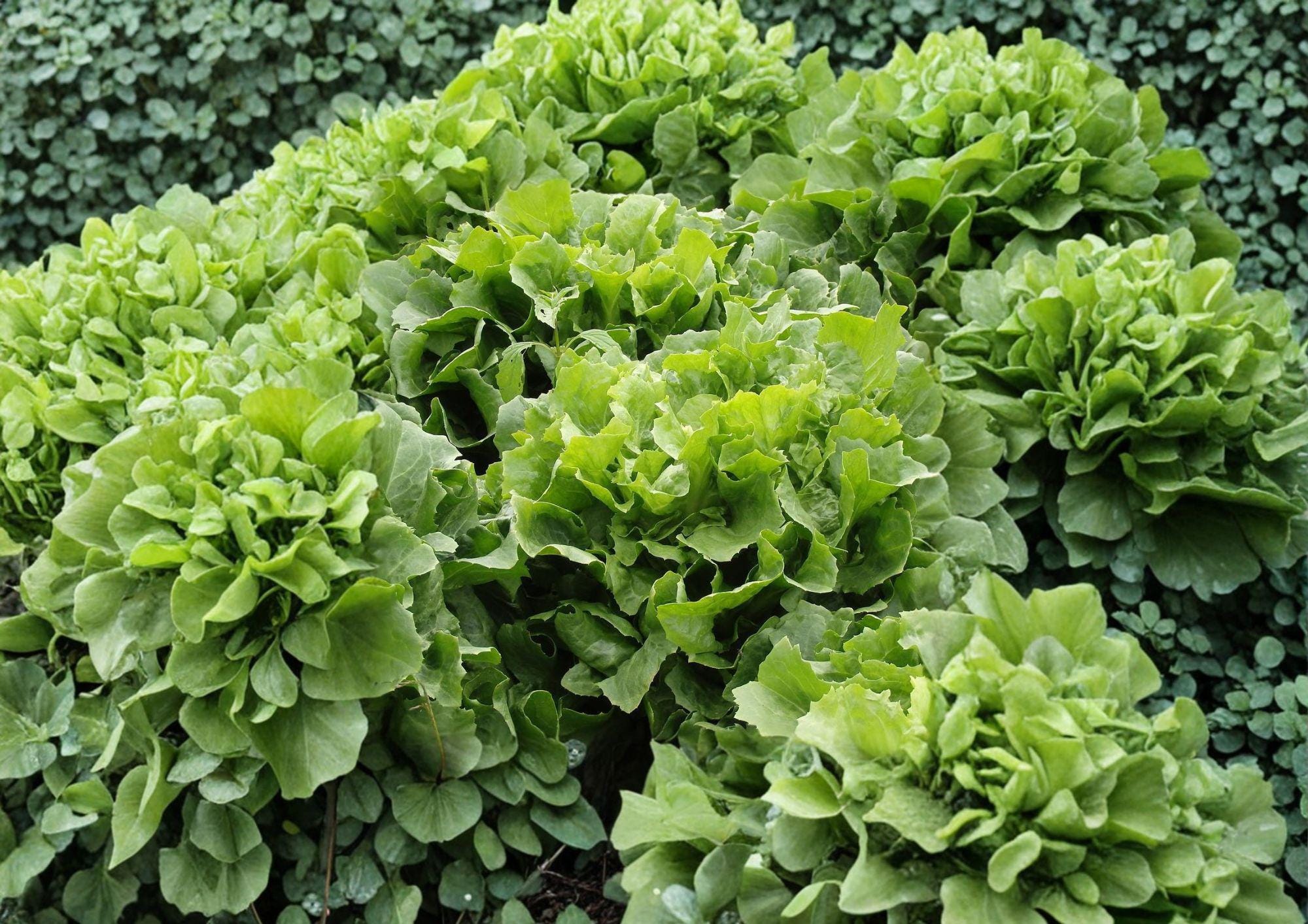 Escarole Seeds Broadleaf Batavian Heirloom Crisp Green 1000 Seeds Vegetable Garden Planting