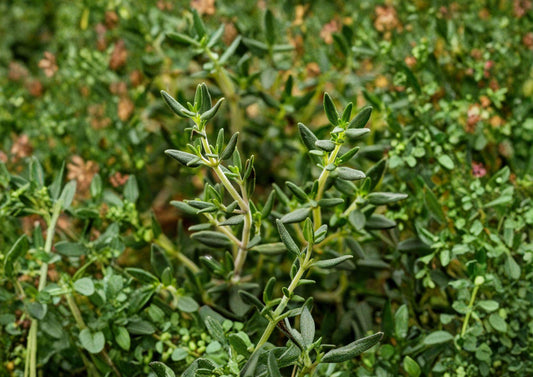 Heirloom Thyme Seeds - 300 Aromatic Culinary Herb Seeds - Organic, Non-GMO, Gourmet Cooking, Thymus vulgaris