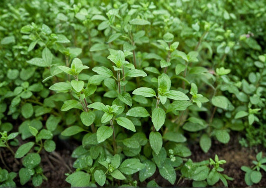 Italian Oregano Herb Seeds - Aromatic Culinary Perennial, 100 Seeds, Origanum vulgare, Fresh Stock