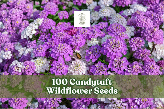 Candytuft Wildflower Seeds – Low-Growing Ground Cover for Borders & Edging – Iberis spp.