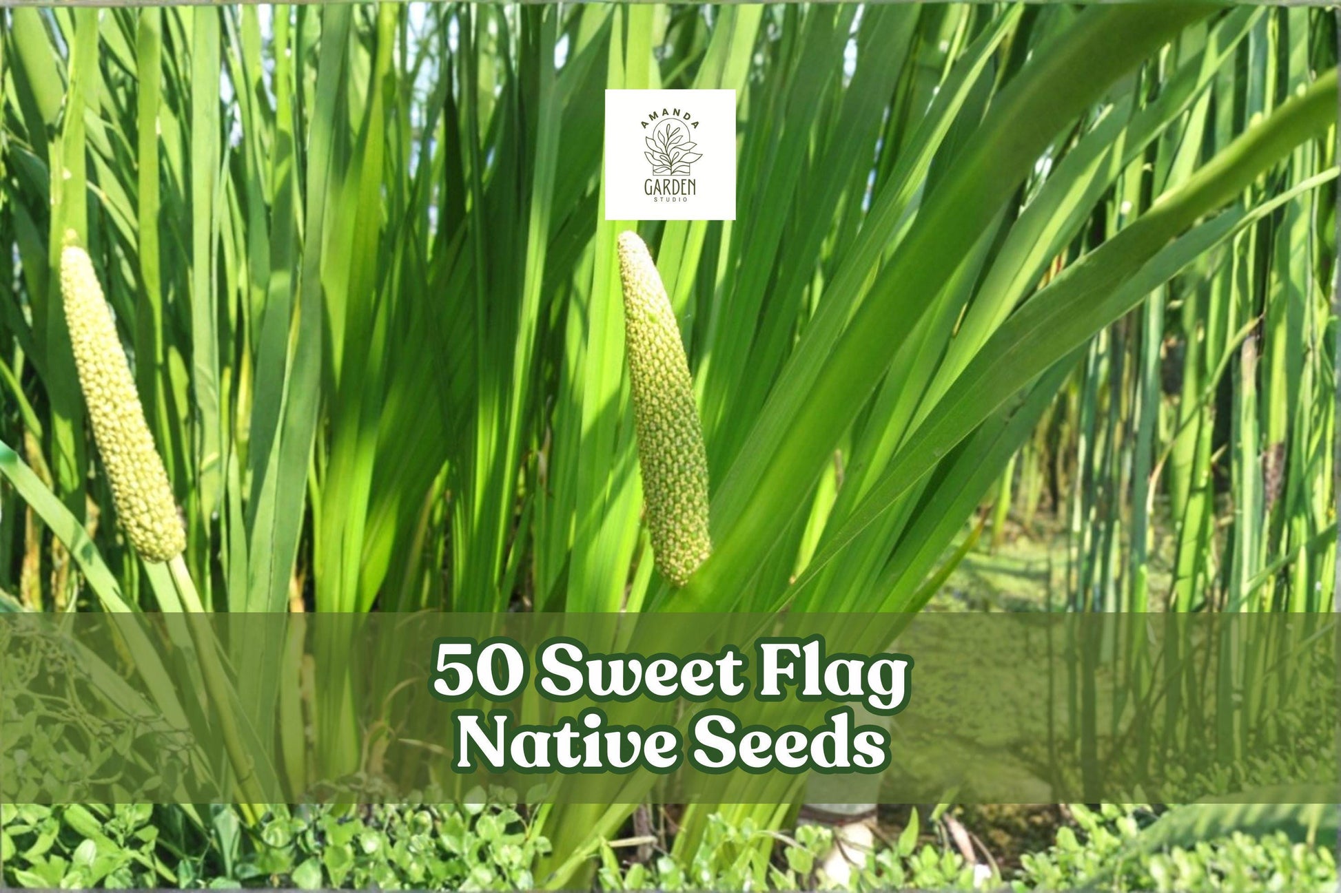 50 Sweet Flag Native Seeds Acorus americanus Perennial Grass-Like Foliage for Garden & Landscape