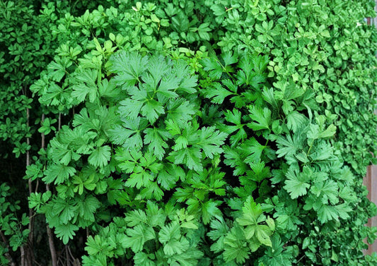Italian Giant Parsley Seeds Flat Leaf Heirloom Culinary Herb Dark Green 500 Seeds Organic